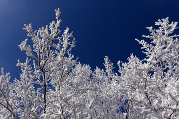 Frost trees in frosty day with blue sky in winter