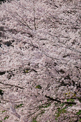 桜満開