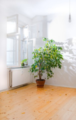 Ficus tree in empty room