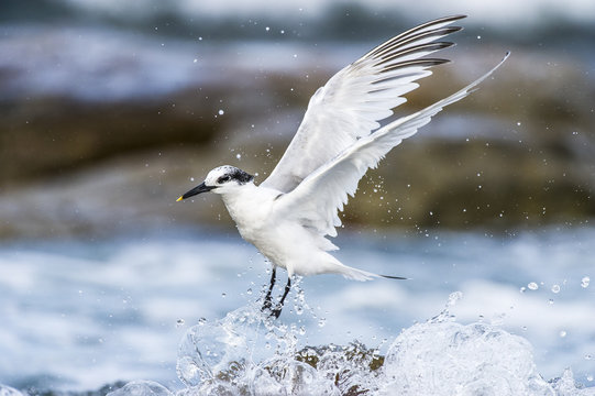 Sandwhich Tern taking off from the sea surface