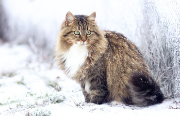 Naklejka premium zimowy portret kota syberyjskiego
