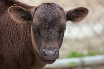 Dahomey dwarf cattle (Bos primigenius taurus).