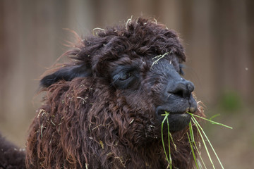 Llama (Lama glama).