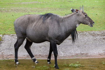 Nilgai (Boselaphus tragocamelus)