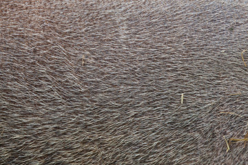 Bornean bearded pig (Sus barbatus). Skin texture.