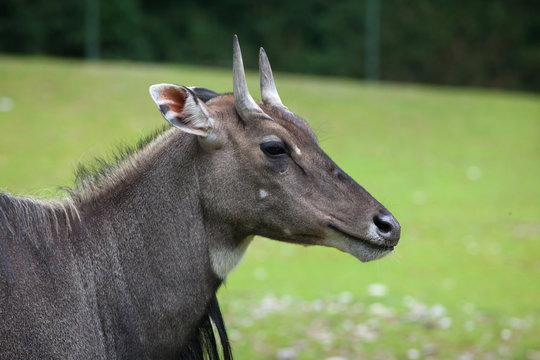 Nilgai (Boselaphus tragocamelus)