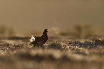 black grouse calling in a bog landscape at sunrise