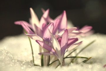 Крокусы фиолетовые растут на снегу в весенний солнечный день.