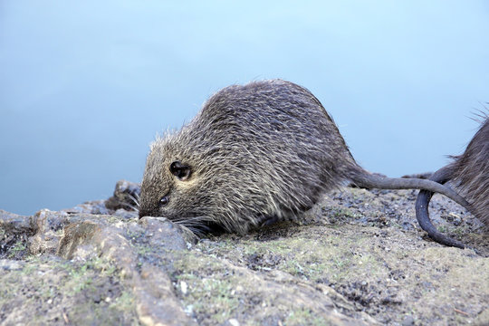 young nutria