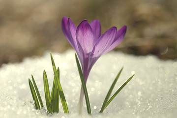 Крокус фиолетовый на снегу в весенний солнечный день, фон для открытки.