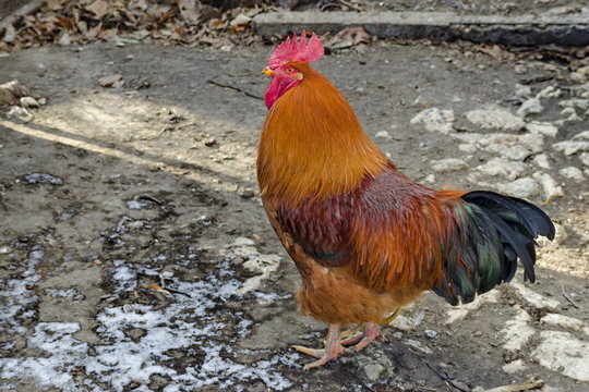 Beautiful fiery red rooster in the farmyard, Zavet, Bulgaria 