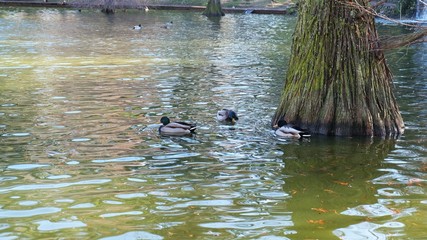 Park in Madrid
