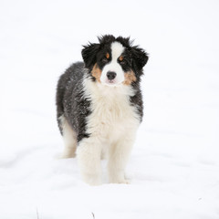 Puppy of australian shepherd in winter