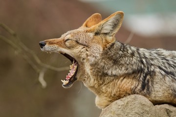 Black backed jackal is resting in the nature habitat, african fauna, great portrait close up to the animal - obrazy, fototapety, plakaty