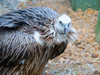 Himalayan griffon vulture, Gyps himalayensis, close-up shot of unique mountain scavenger bird.
