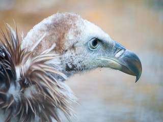 Himalayan griffon vulture, Gyps himalayensis, close-up shot of unique mountain scavenger bird.