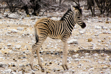 Very young Zebra foal