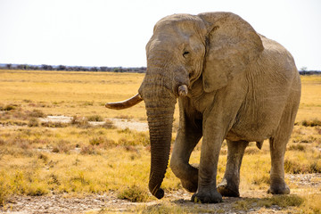 majestic Bull elephant walking to the waterhole