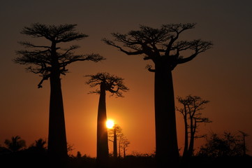 Fototapeta na wymiar Baobabs Madagascar Sunset
