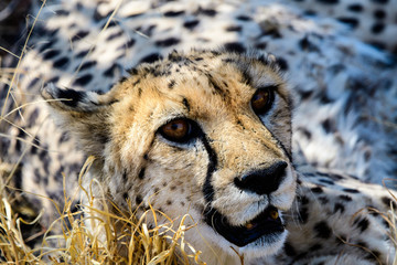 close up of the face of a cheetah 