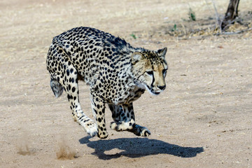 running cheetah and its shadow