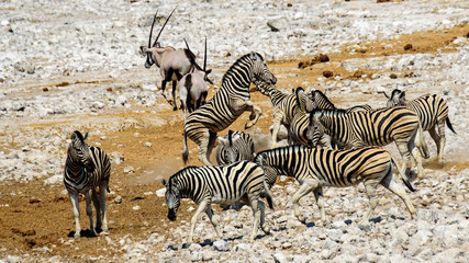 Fototapeta na wymiar Fighting Zebras