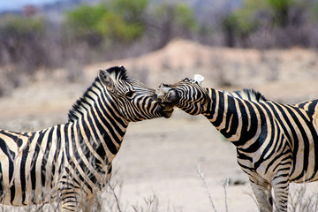 Affectionate Zebras