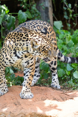Fototapeta na wymiar Leopards are ambush prey