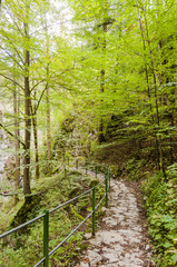 Noiraigue, Areuseschlucht, Schlucht, Wald, Waldweg, Areuse, Jura, Fluss, Wanderweg, Wanderferien, Herbst, Herbstfarben, Schweiz