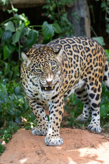 Fototapeta premium Leopards are ambush prey