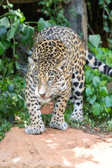 Leopards are ambush prey