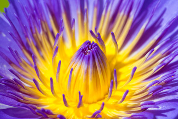 Closeup lotus flower in the garden