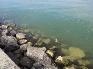 tres patos bocabajo buceando en Cortaillod es una comuna suiza del cantón de Neuchâtel, situada en el distrito de Boudry, a orillas del lago de Neuchâtel. Verano 2016