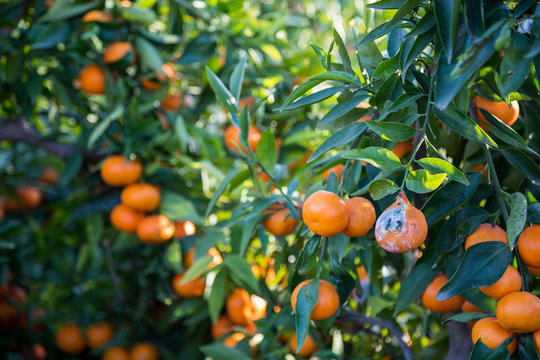 Mogna och mögliga mandariner på träd