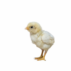 Domestic fowl, White baby chicken isolated with whit background.