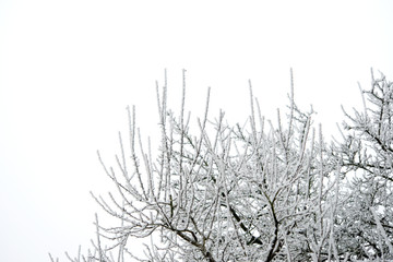 Fototapeta na wymiar Bäume im Winter
