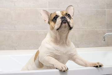 french bulldog takes a bath