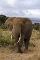 Fototapeta na wymiar Eléphant d’Afrique, Loxodonta africana, parc national de Tarangire, Tanzanie