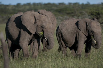 Elephants eating lush green grass, Masai Mara, Kenya