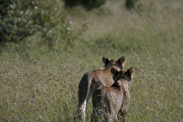 Twin lion cubs walking in grass, Masai Mara, Kenya, Africa