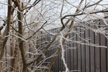 Arbre 2