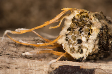 Fungus growing from pale tussock moth (Calliteara pudibunda) cross section. Fruiting body of fungi emerging from body of moth in family Erebidae, showing mycelia within abdomen of insect