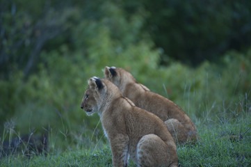 Lion cubs sitting side by side, Masai Mara, Kenya, Africa