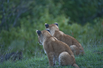 Lion cubs, sitting side by side, looking to right, Masai Mara, Kenya, Africa