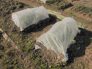 家庭菜園のビニール栽培