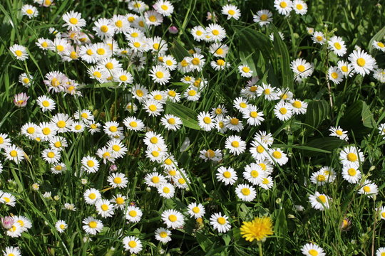 Prato di margheritine in fiore