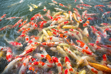 Obraz na płótnie Canvas Multicoloured koi fish pond