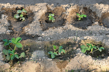 Strawberry seedlings planted in the ground and poured water. Top view.
