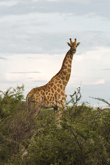 giraffe in the bush at sunset against the sky   in the Etosha Pa