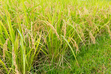 Paddy Rice farm